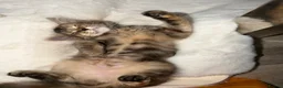Mixed Breed cats for sale: Stunning long haired female kitten  - Advert 2