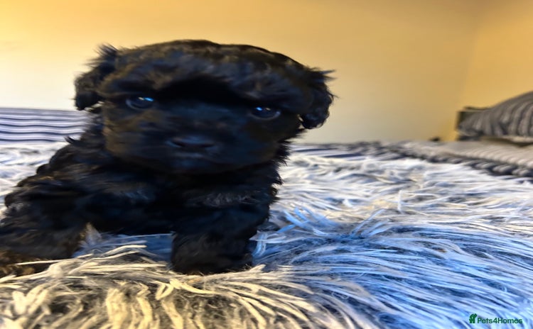 Cockapoo dogs Stunning Cockapoo Pupppies - Advert 7