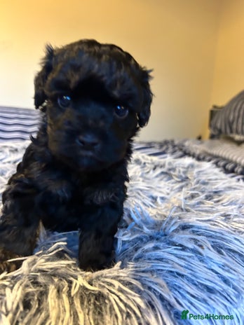 Cockapoo dogs Stunning Cockapoo Pupppies - Advert 7