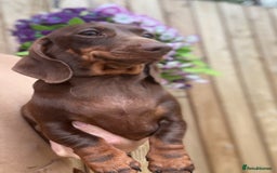 Miniature Dachshund dogs for sale: 🩷Stunning Chocolate & Tan Girls 🩷  in Stafford - Image 3