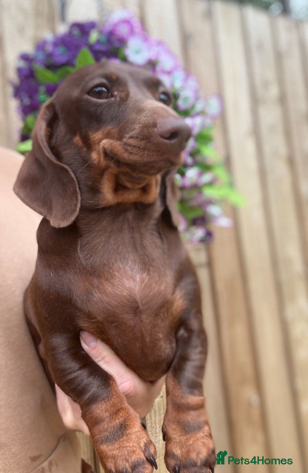Miniature Dachshund dogs for sale: 🩷Stunning Chocolate & Tan Girls 🩷  in Stafford - Image 3