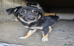Mixed Breed dogs for adoption: A poor, gentle 3 legged boy needs a Loving Home - Image 14