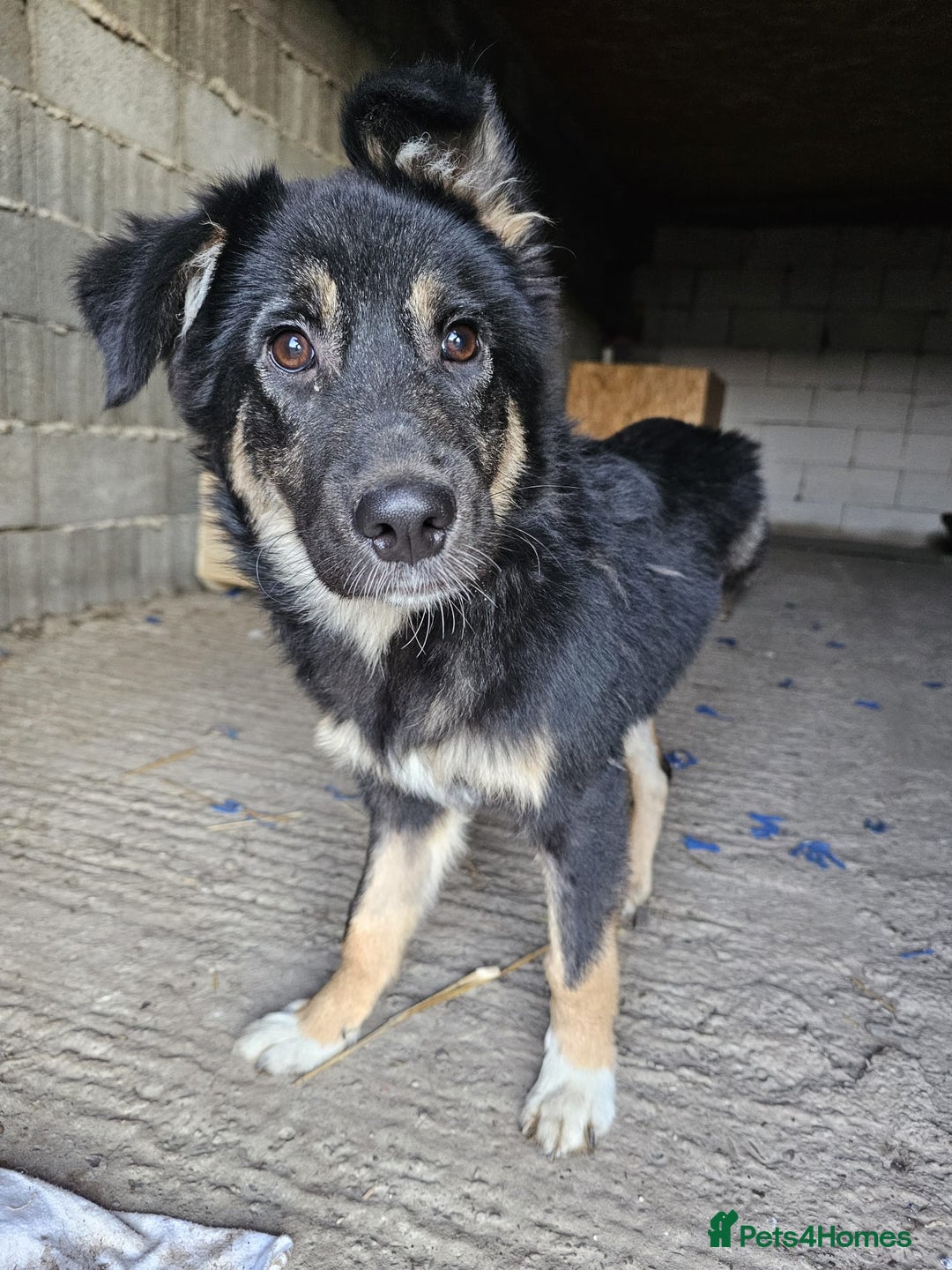 Mixed Breed dogs for adoption: A poor, gentle 3 legged boy needs a Loving Home - Image 14