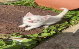 Turkish Angora cats for sale: Turkish angora  - Image 1