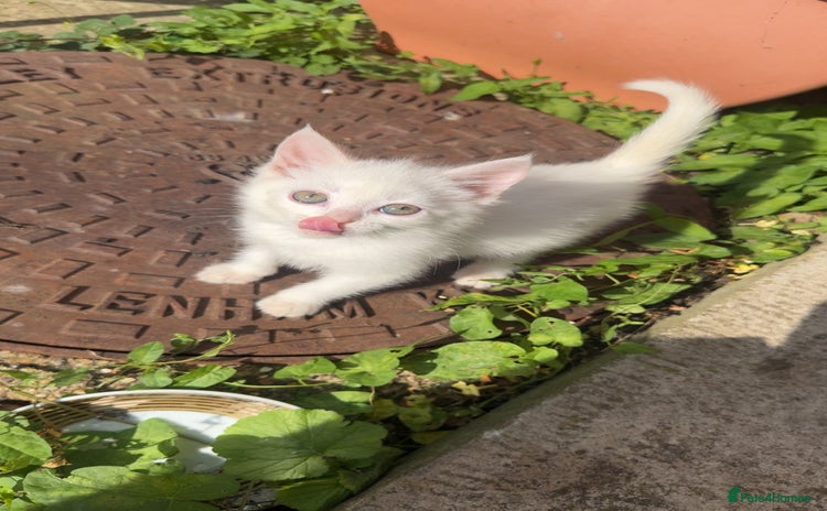 Turkish Angora cats - Advert 3