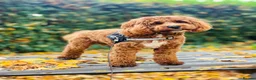 Cockapoo dogs for stud: Cocapoo 2years available for stud in Goole - Advert 7