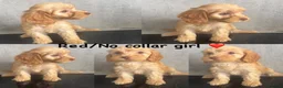 Cockapoo dogs for sale: *READY NOW* - 4 left - cockapoo puppies - Advert 3