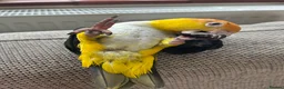 Parrots birds for sale: Gorgeous hand tame male Caique parrot - Advert 3