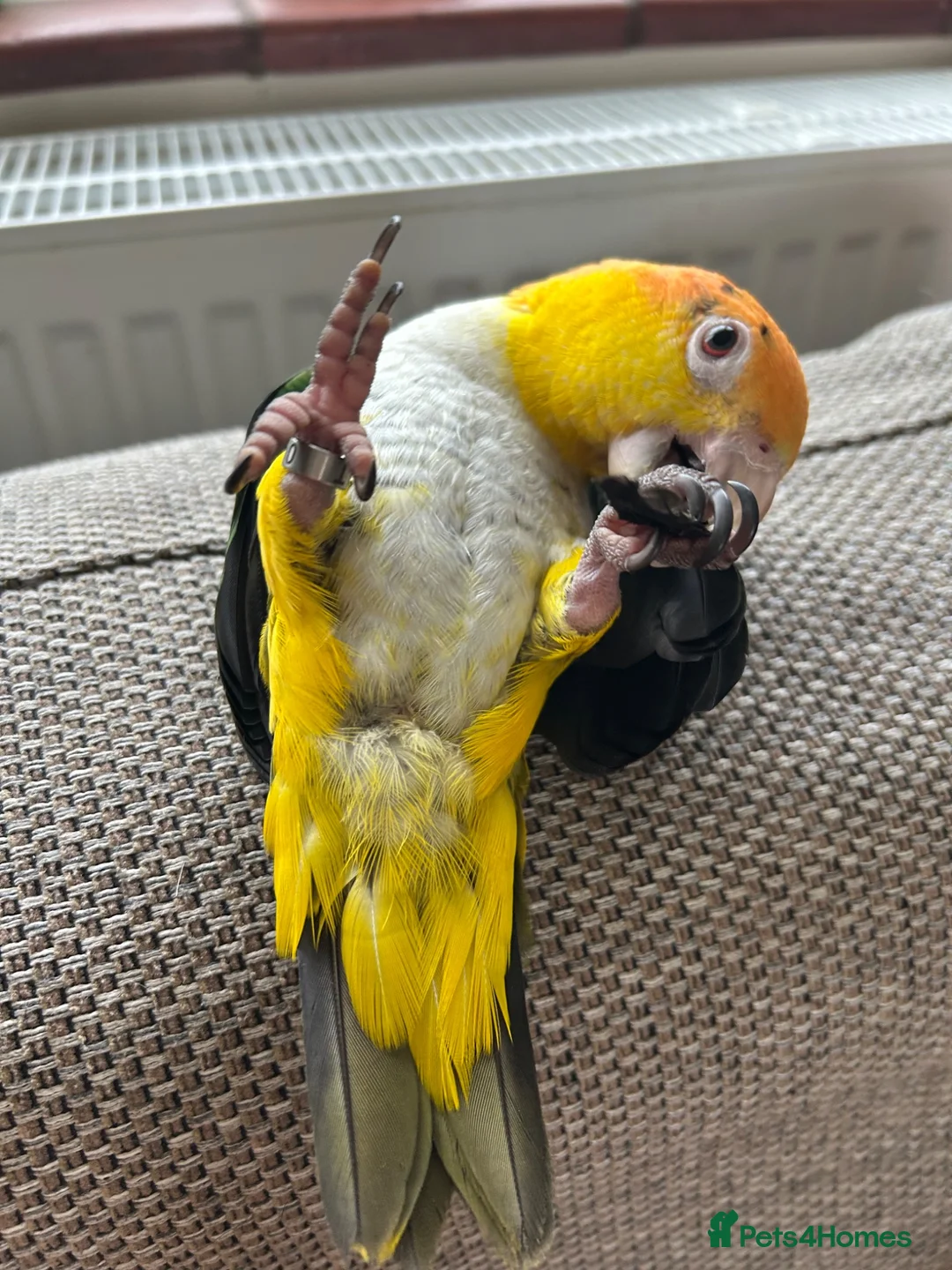 Parrots birds for sale: Gorgeous hand tame male Caique parrot - Advert 3