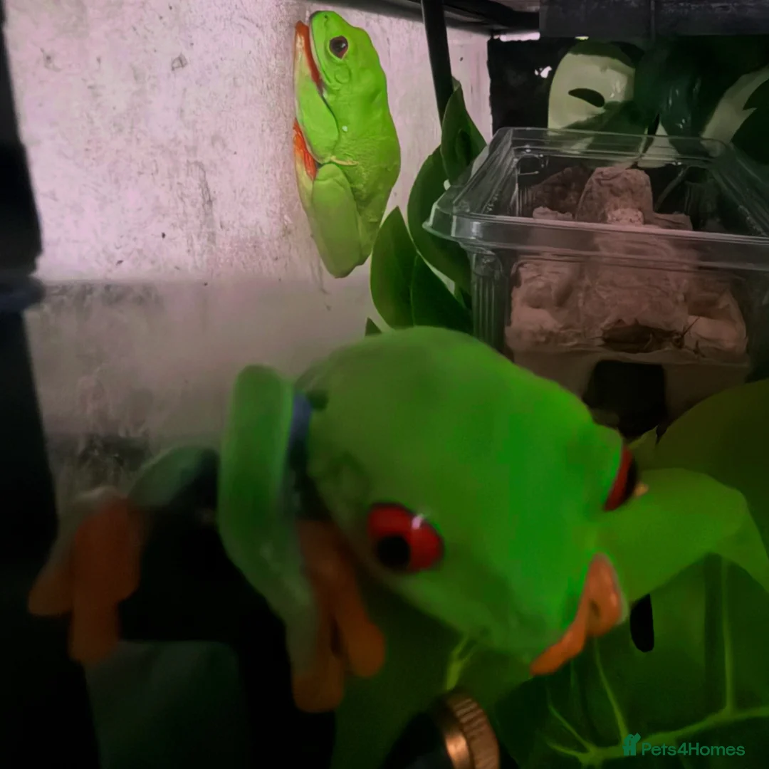 Frog reptiles for sale: Red eye tree frogs  - Advert 4