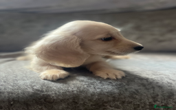 Dachshund dogs for sale: cream KC long haired miniature dachshunds for sale - Image 7