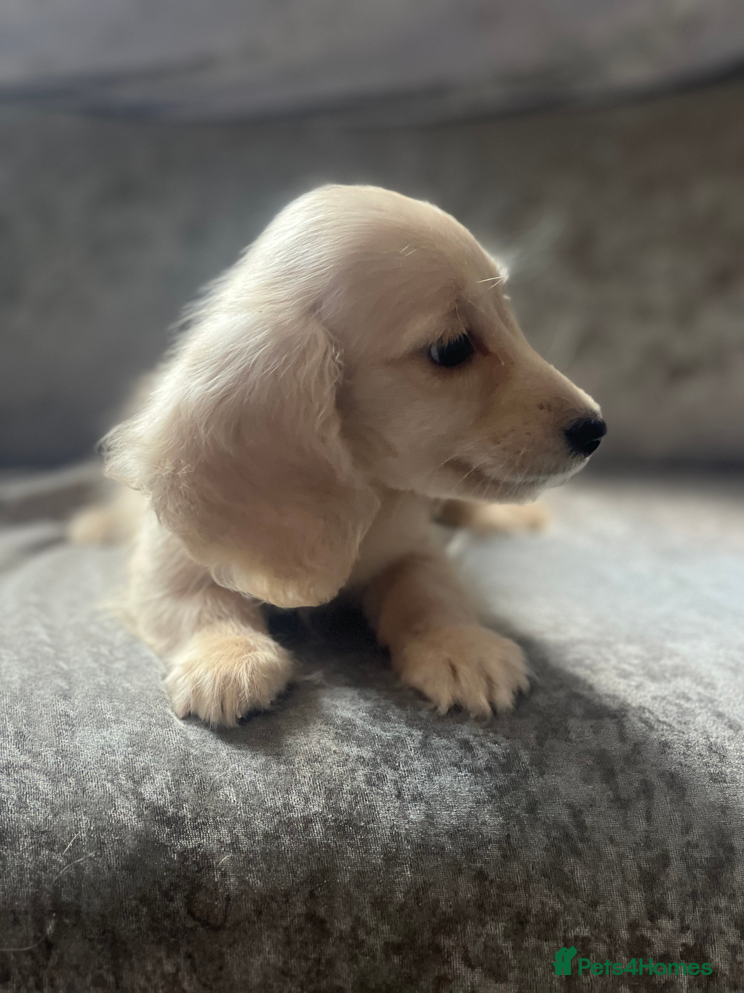 Dachshund dogs for sale: cream KC long haired miniature dachshunds for sale - Image 7