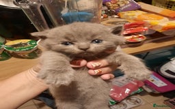 British Shorthair cats for sale: Little british shorthair kittens  - Image 5