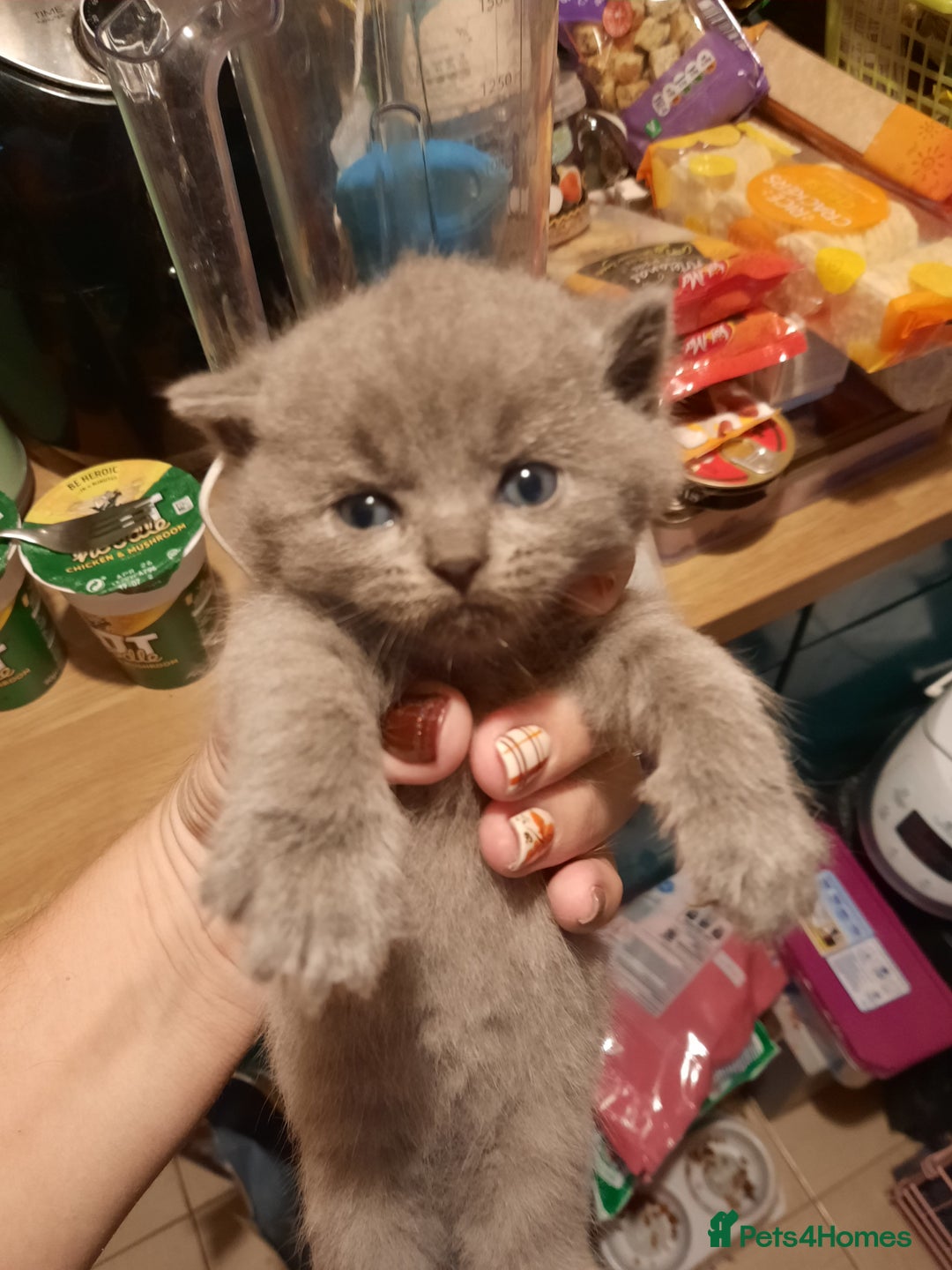 British Shorthair cats for sale: Little british shorthair kittens  - Image 5