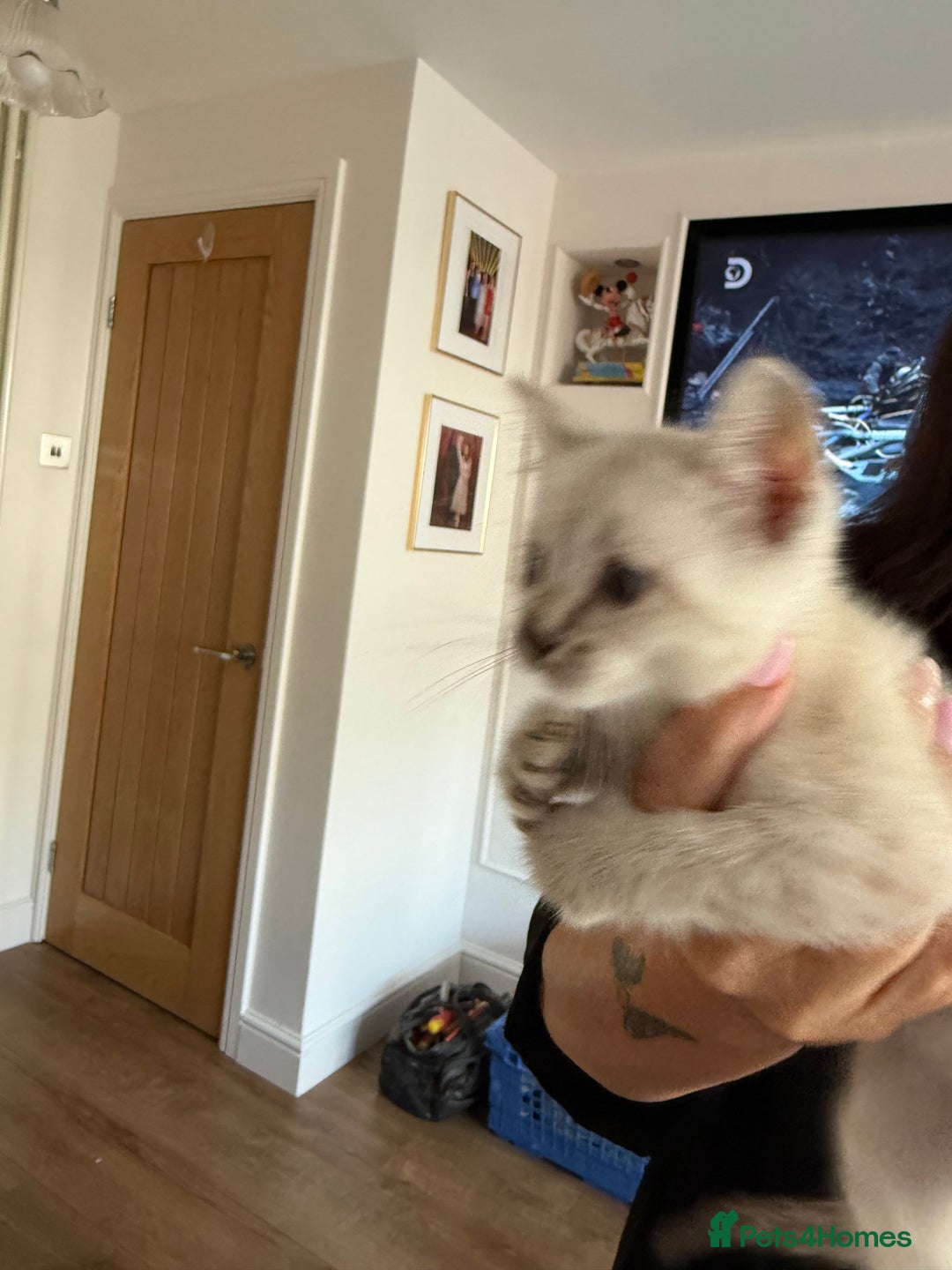 Bengal cats for sale: Beautiful boy remaining ready to go  - Image 21