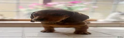 Miniature Dachshund dogs for sale: Stunning Miniature Dachshunds  - Advert 4