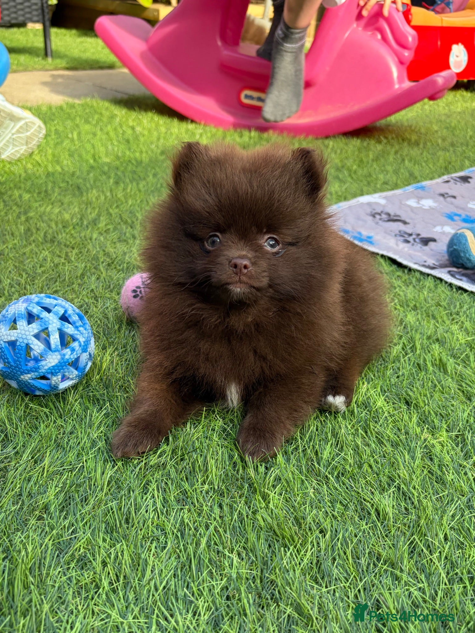 Pomeranian dogs  READY NOW! KC✨DNA 100% POM!🧬HEALTH TESTED!🧬 - Advert 3
