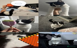 Domestic Shorthair cats for sale: Looking for a loving home for two adorable cats - Advert 2