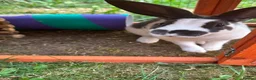 Netherland Dwarf rabbits for sale:  Netherlands dawf x Rex  - Advert 2