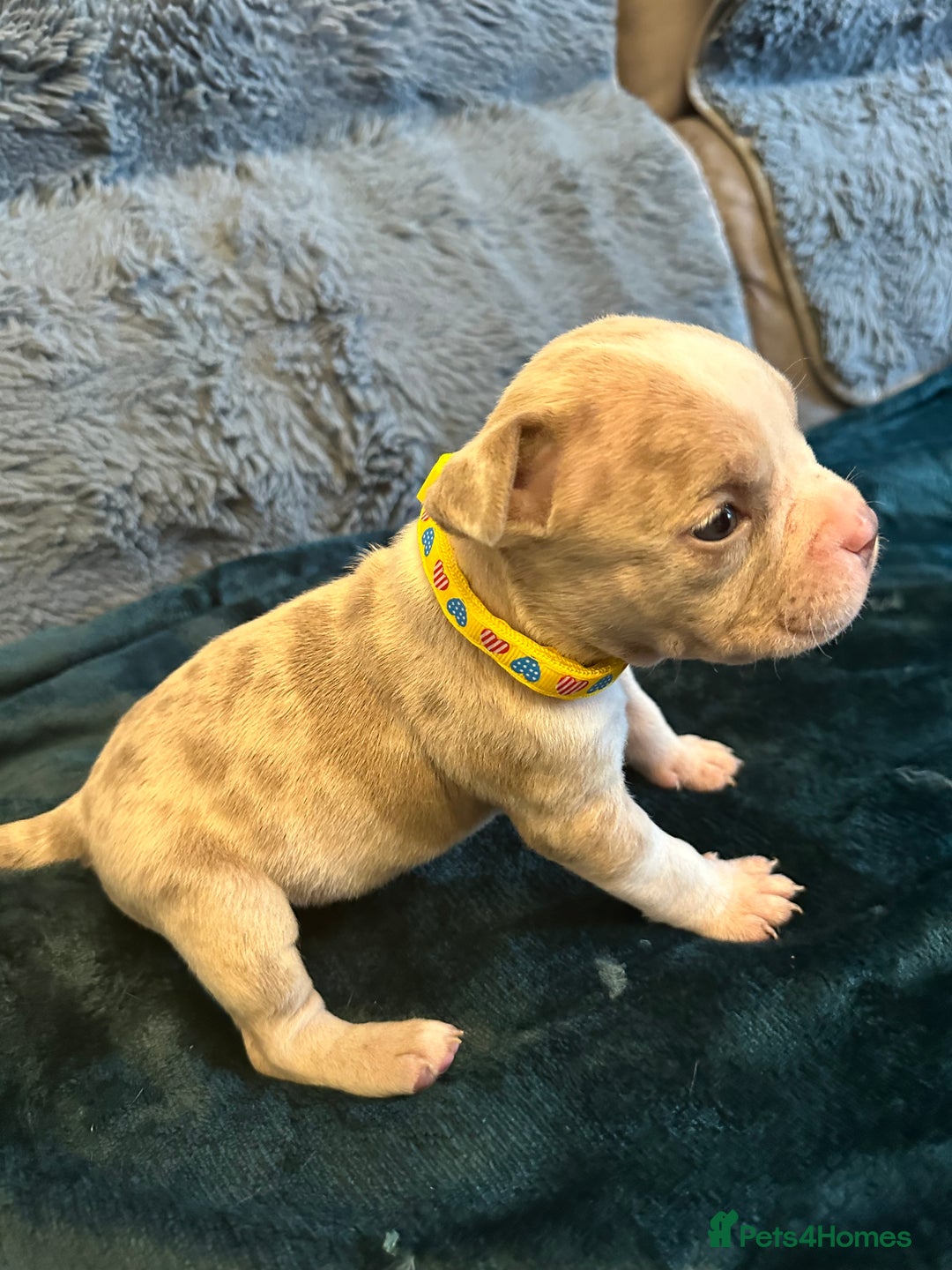 American Bully dogs for sale: 🐾 ABKC Registered Micro/Pocket Bully Puppies! 🐾 - Image 11