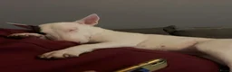 English Bull Terrier dogs for sale: KC Registered English Bull Terrier puppies - 14/6 - Advert 5