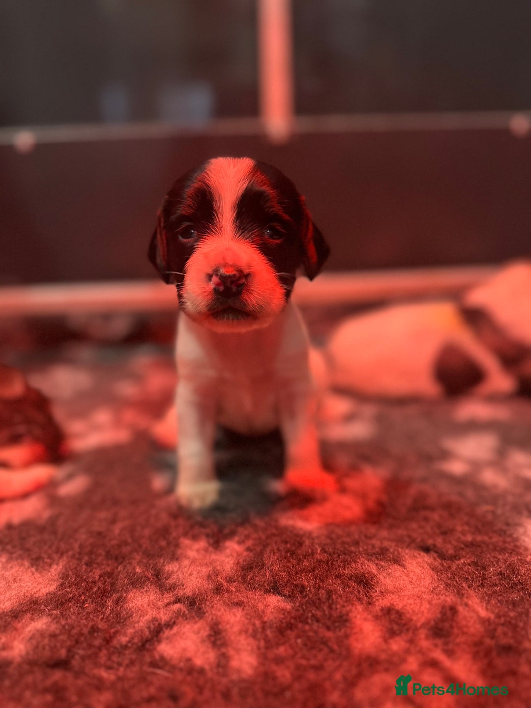 English Springer Spaniel dogs for sale: KC English Springer Spaniels  - Advert 3