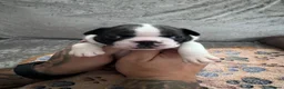 Boston Terrier dogs for sale: KC Registered Boston Terrier Puppies  in Wrexham - Advert 4