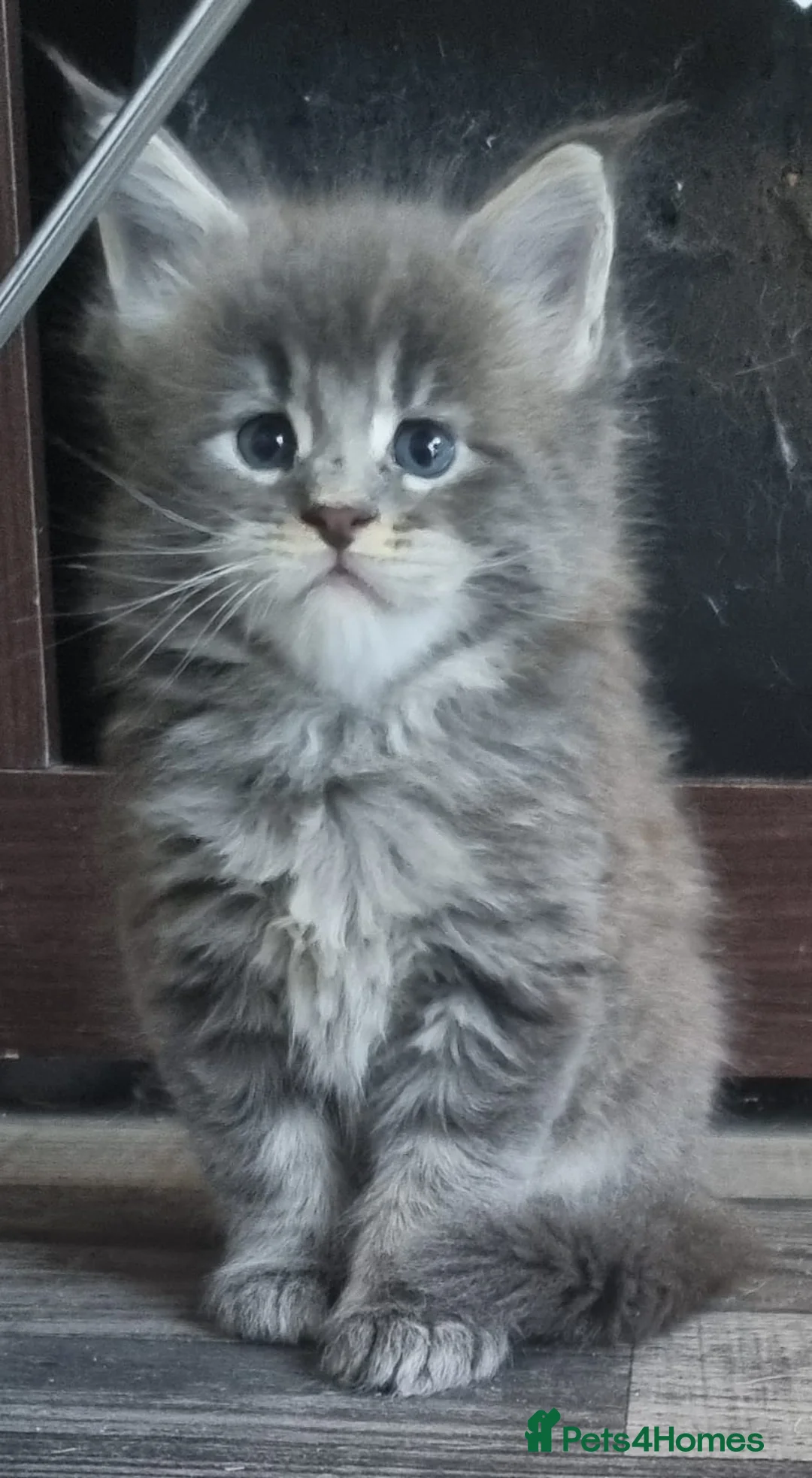 Maine Coon cats for sale: GCCF Regestered Maine Coon Kittens - Advert 10
