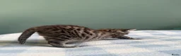 Mixed Breed cats for sale: x3 Mixed Breed Kittens (2M) (1F) - Advert 6