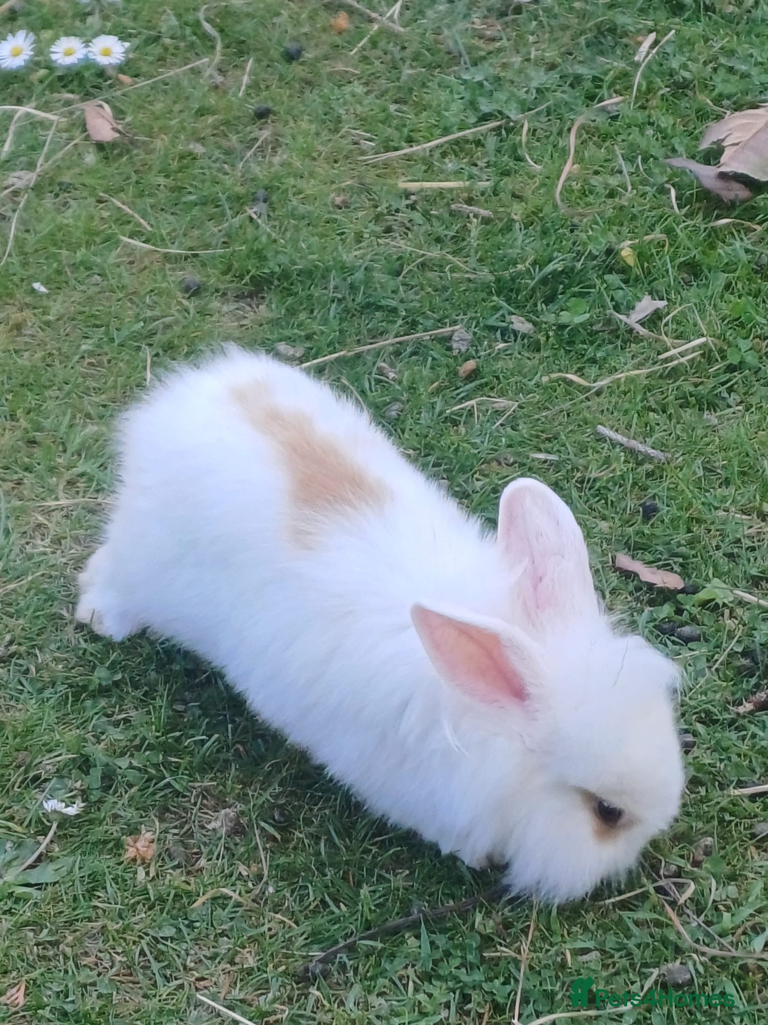 Mini Lion Lop rabbits   5 Mini Lion x lops - Advert 17