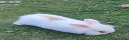 Mini Lion Lop rabbits for sale:   5 Mini Lion x lops - Advert 1