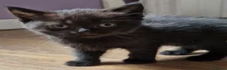 British Shorthair cats for sale: British Shorthair Exotic Kittens - Advert 2
