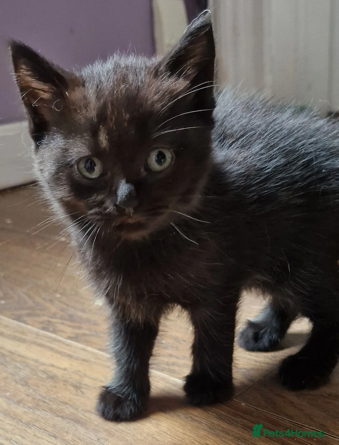 British Shorthair cats for sale: British Shorthair Exotic Kittens - Advert 2