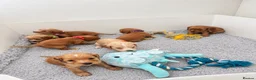 Cocker Spaniel dogs for sale:  🌟Exceptional Show Cocker Spaniel Puppies🌟 - Advert 4