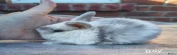 Mini Lop rabbits for sale: Mini lop babies. Both boys and girls available  - Advert 5