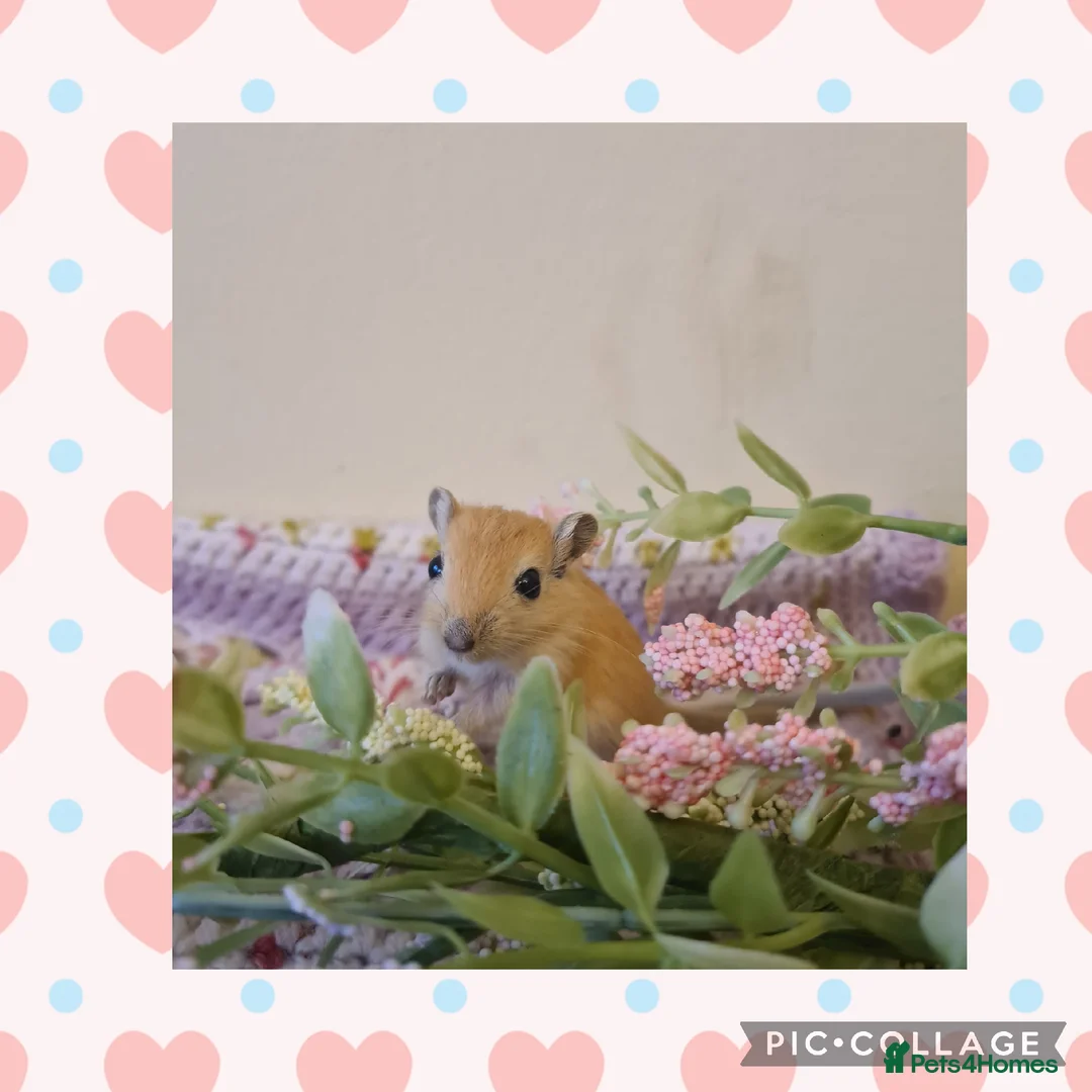 Gerbil rodents for sale: **Stunning Tame and Loving Natured Baby Gerbils ** - Advert 2