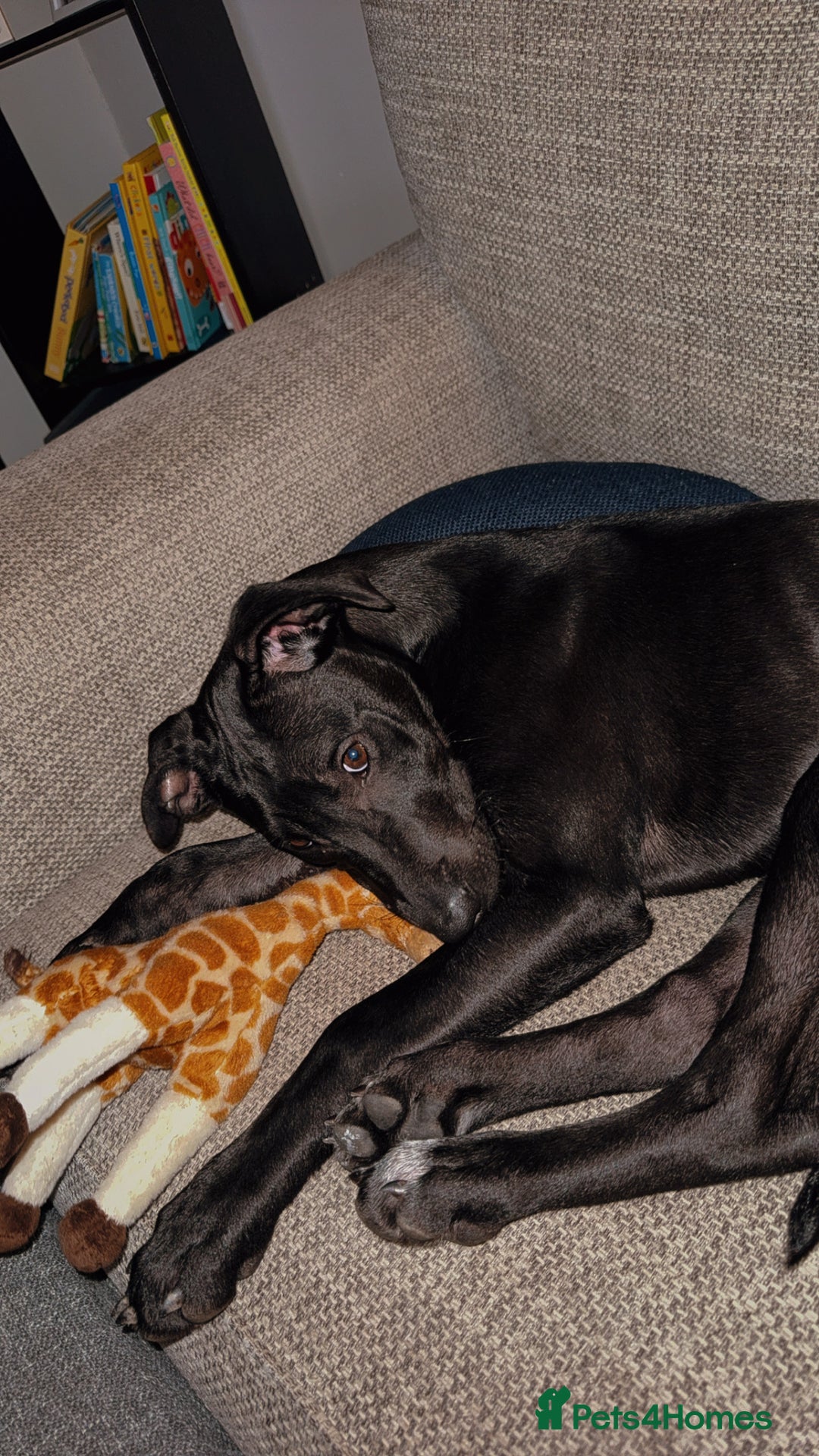 Mixed Breed dogs for sale: Narla - Advert 4