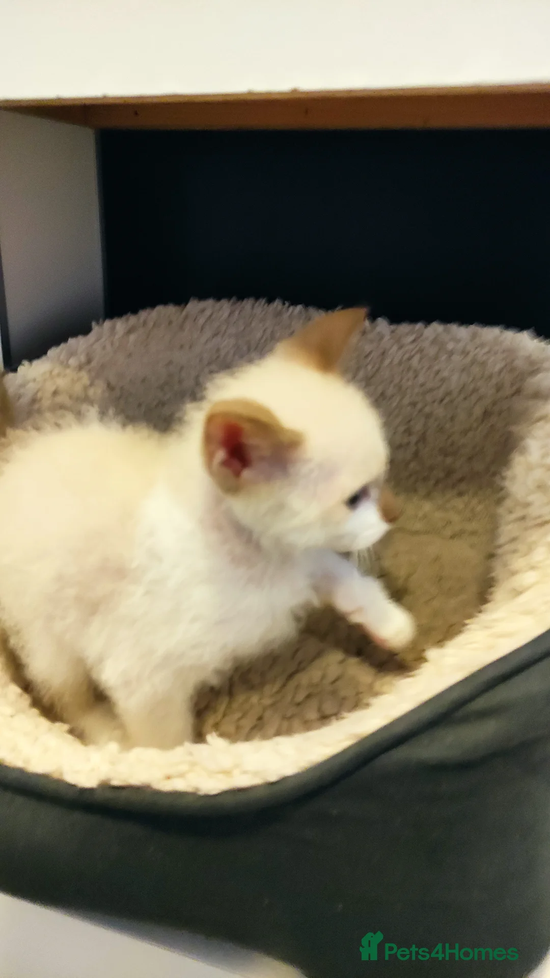 LaPerm cats for sale: Curly LaPerm kittens GCCF reg  - Advert 5