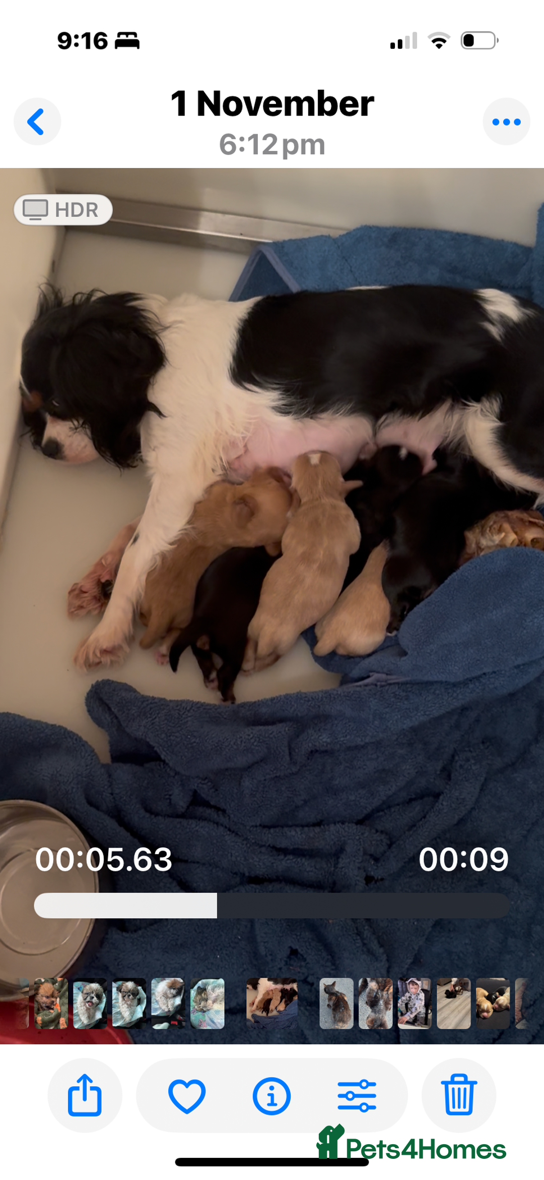 Shih Tzu dogs for sale: PLEASE READ THE DESCRIPTION  - Advert 5