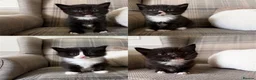 Ragdoll cats for sale: Ragdoll Mix Kittens for sale - Advert 1