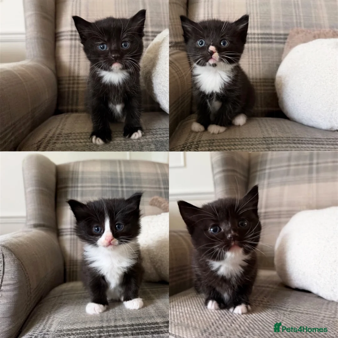 Ragdoll cats for sale: Ragdoll Mix Kittens for sale - Advert 1