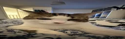 Mixed Breed cats for sale: Kiki 1 Year Old Male Cat Looking for a Loving Home - Advert 5