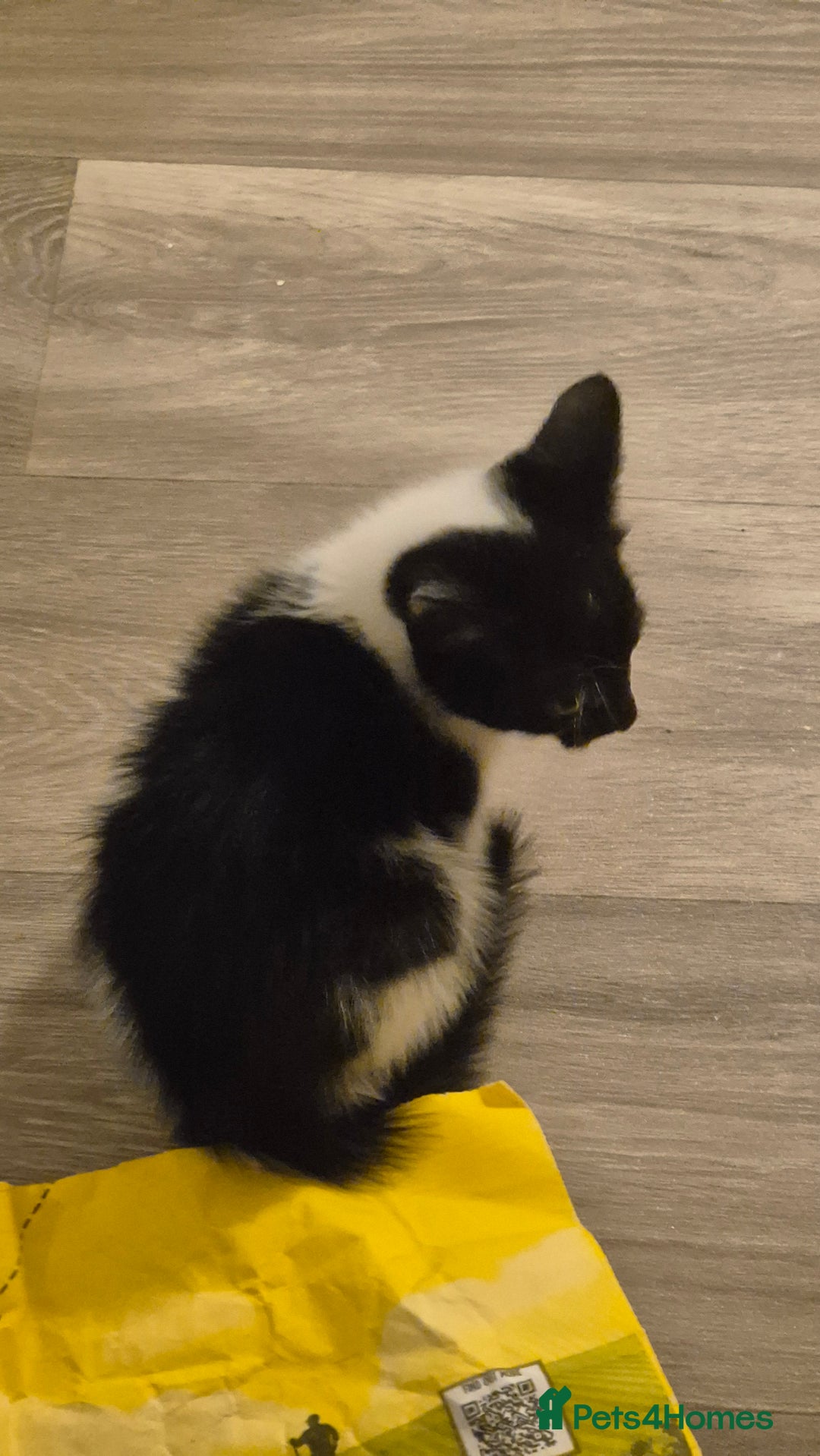 Mixed Breed cats for sale: 2 female kittens available and ready to leave  - Advert 7