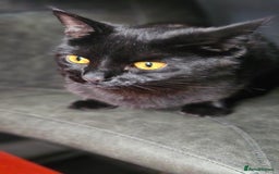 Bombay cats for sale: Rehoming our beloved Nala. 1yr old neutered female - Image 6