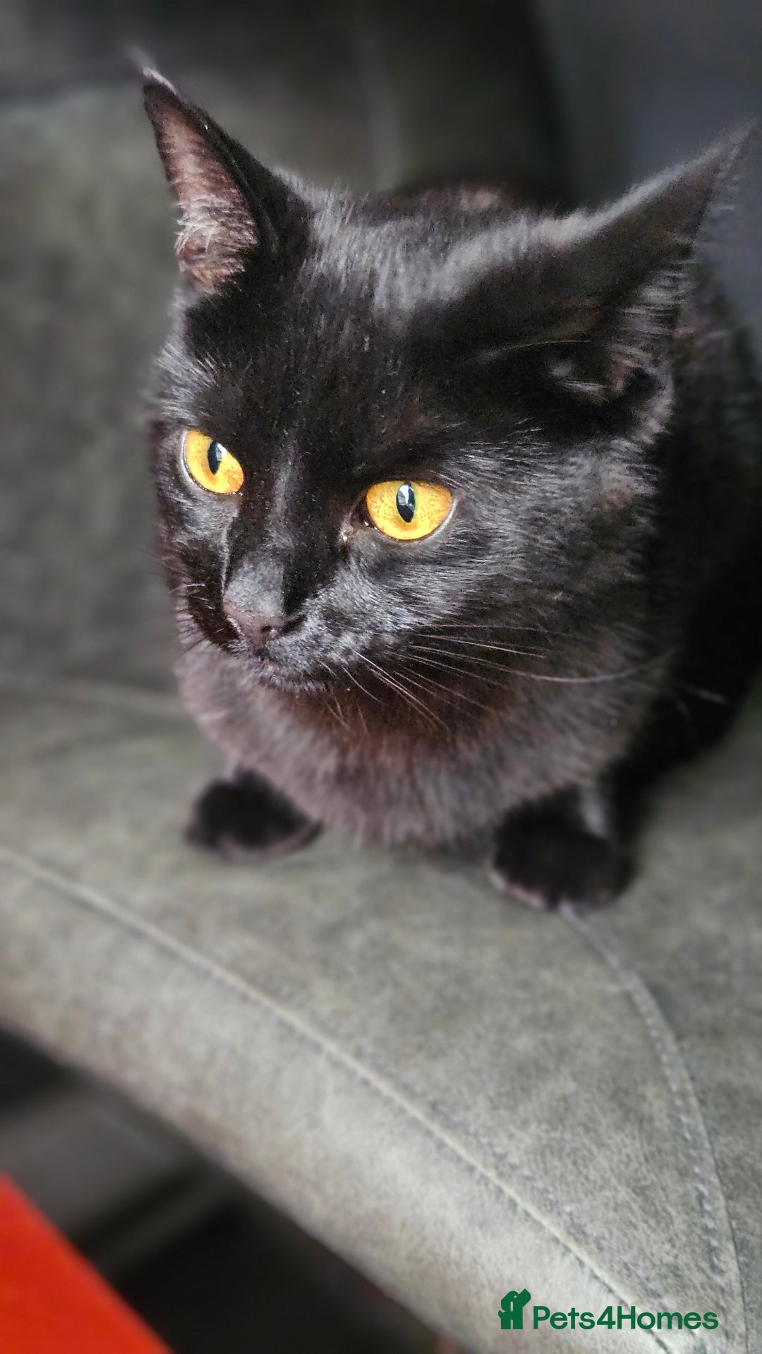 Bombay cats for sale: Rehoming our beloved Nala. 1yr old neutered female - Image 6