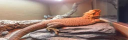Bearded Dragon reptiles for sale: Female bearded dragon for sale  in Peterborough - Advert 5