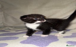 Scottish Fold cats for sale: Scottish fold mix with tabby .  - Image 15