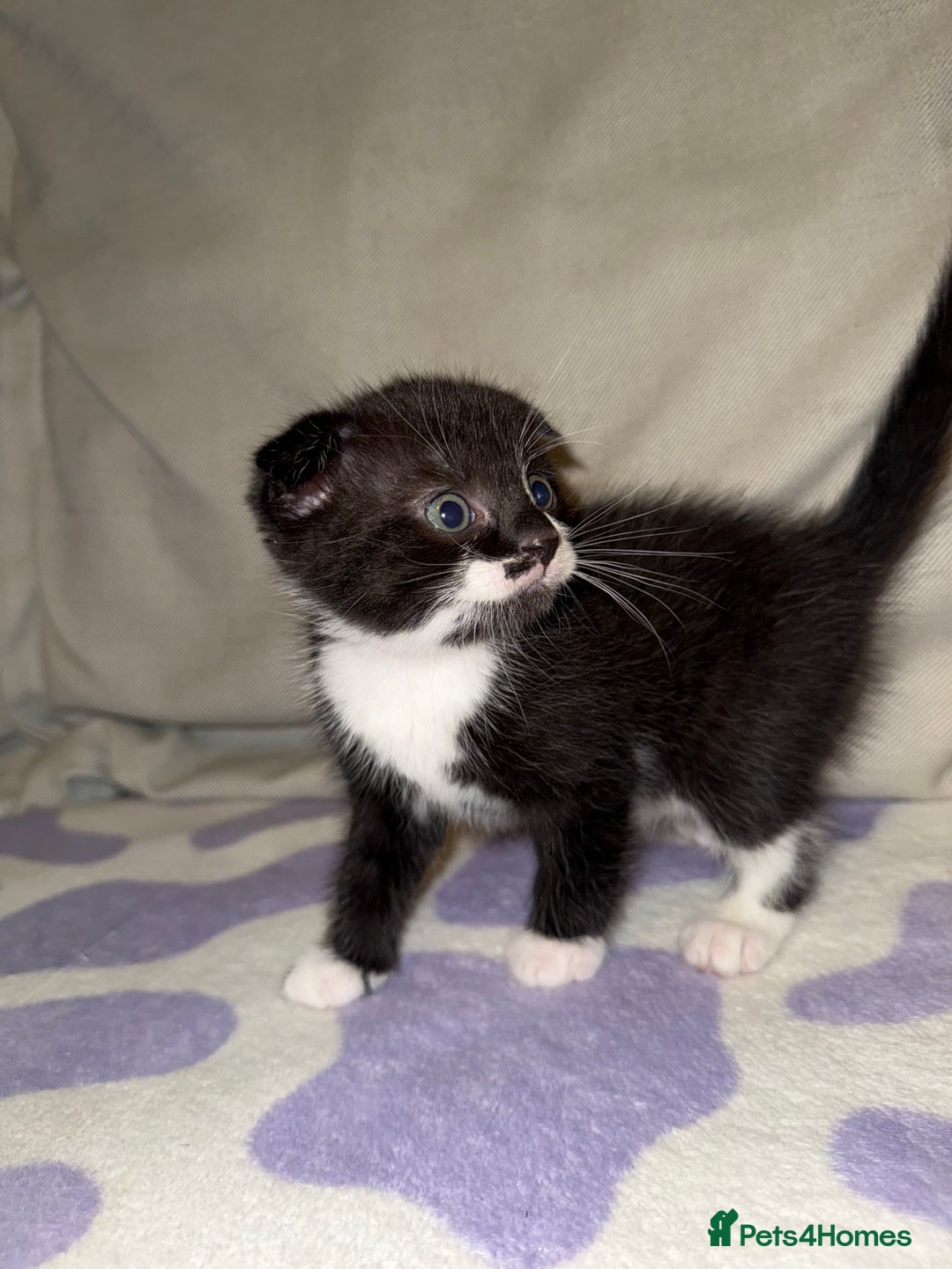 Scottish Fold cats for sale: Scottish fold mix with tabby .  - Image 15