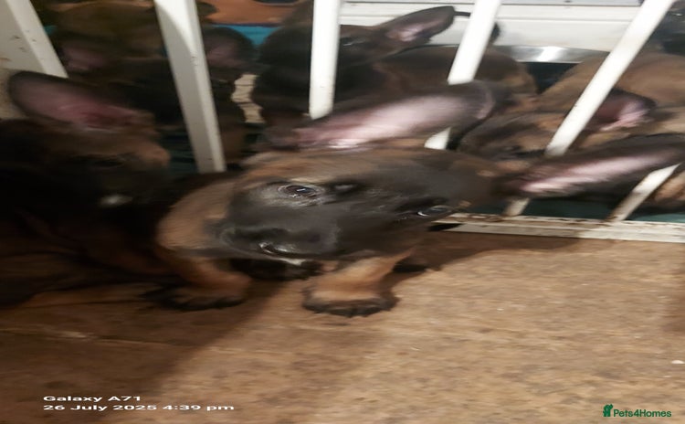 Belgian Shepherd Dog dogs - Advert 1