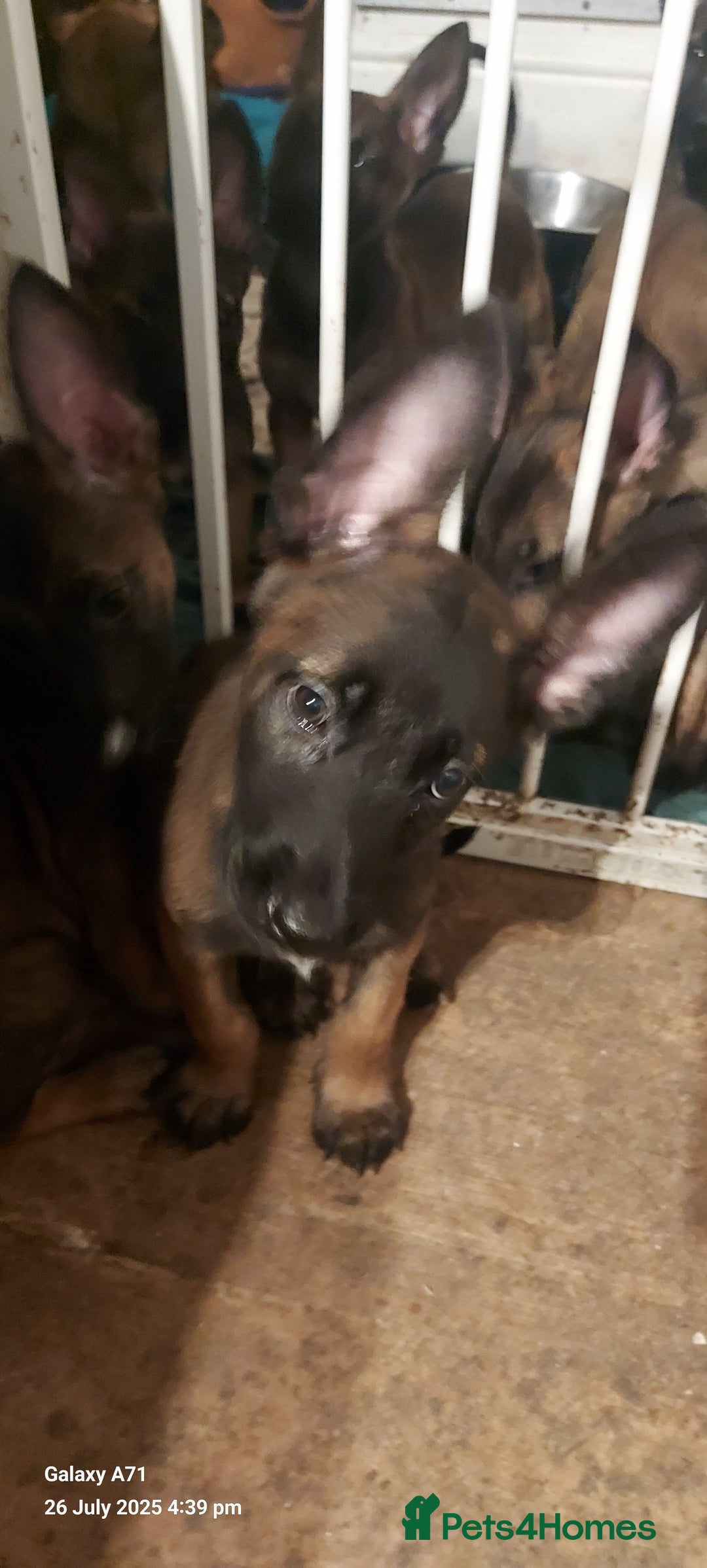 Belgian Shepherd Dog dogs for sale: Belgium malinois puppies  - Image 1